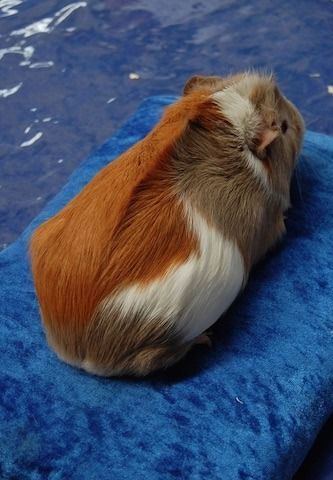 different types of guinea pig