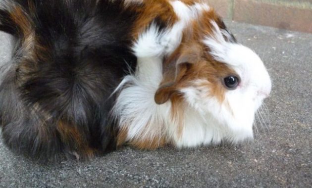 different types of guinea pig