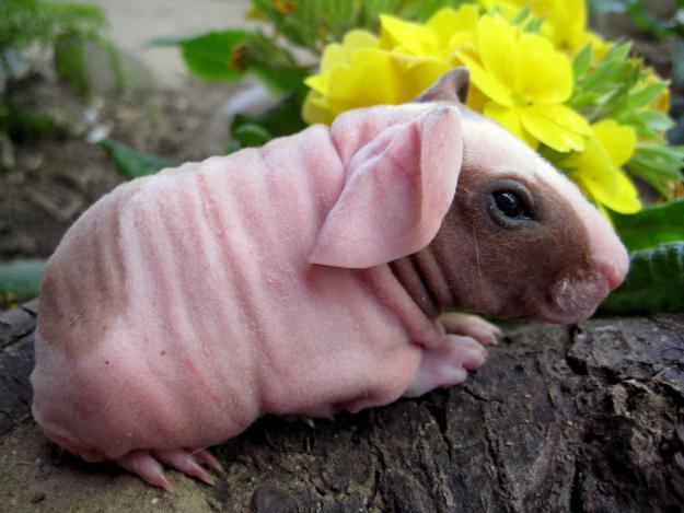 different types of guinea pig