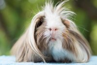 different types of guinea pig