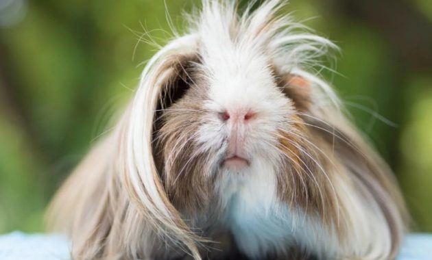 different types of guinea pig