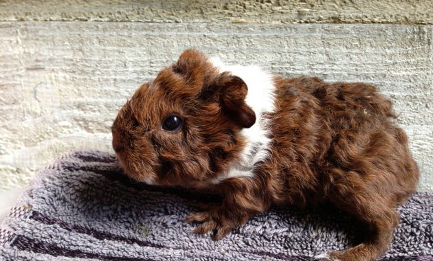 different types of guinea pig