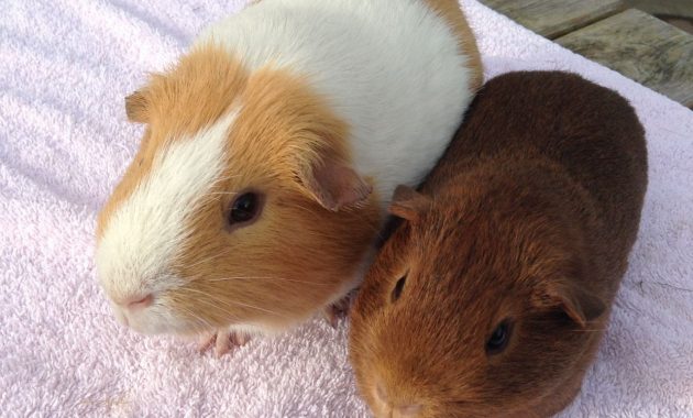 different types of guinea pig