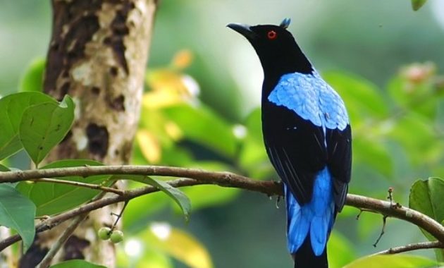 Animals that Start with the Letter F : Fairy Bluebird