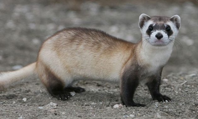 Animals that Start with the Letter F : Ferret