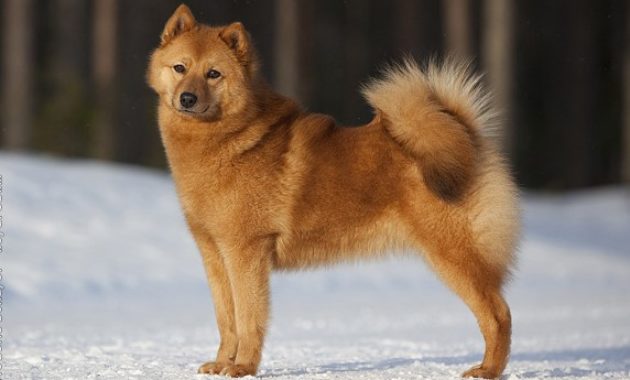 Animals that Start with the Letter F : Finnish Spitz