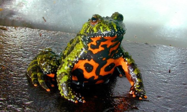 Animals that Start with the Letter F : Fire-bellied toad