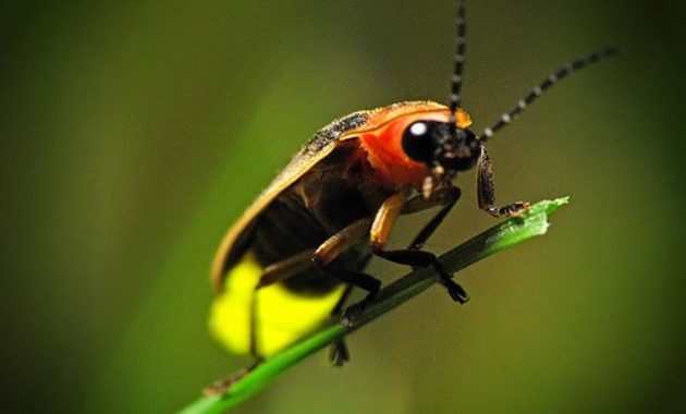 Animals that Start with the Letter F : Firefly