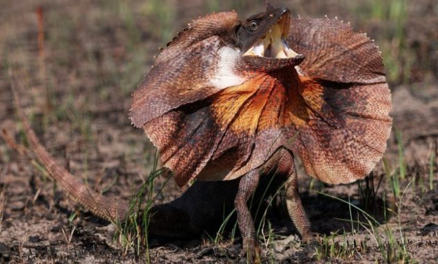 Animals that Start with the Letter F : Frill-necked Reptile