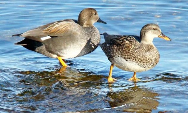 animals that start with g: Gadwall