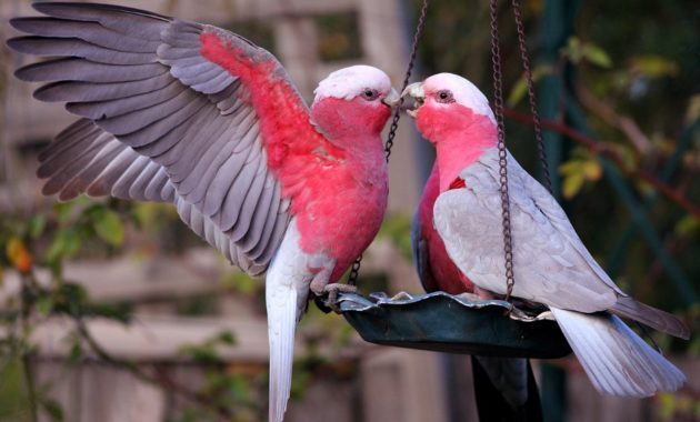 animals that start with g: Galah