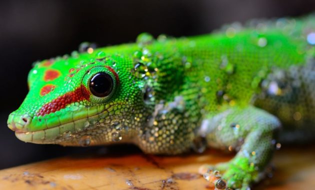 animals that start with g: Gecko