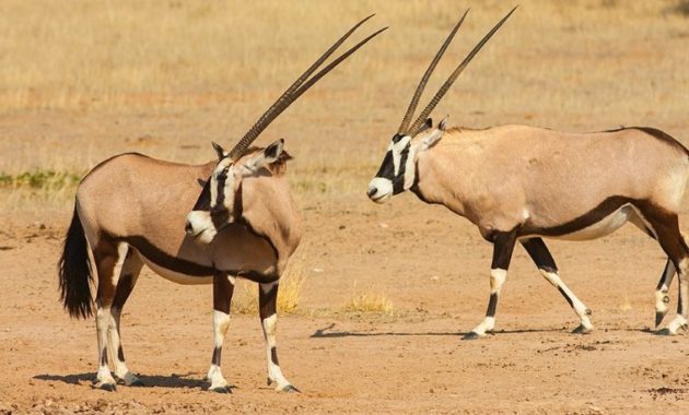 animals that start with g: Gemsbok