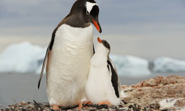 animals that start with g: Gentoo Penguin