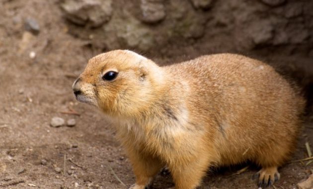 animals that start with g: Gopher