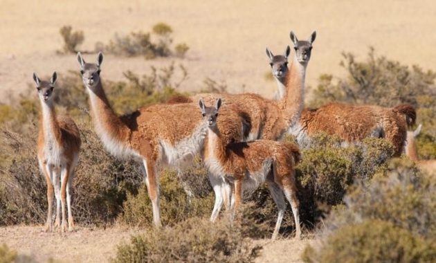 animals that start with g: Guanaco