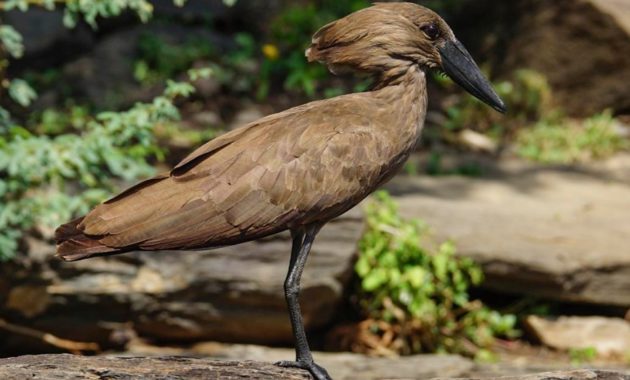 animals that start with h: Hammerkop