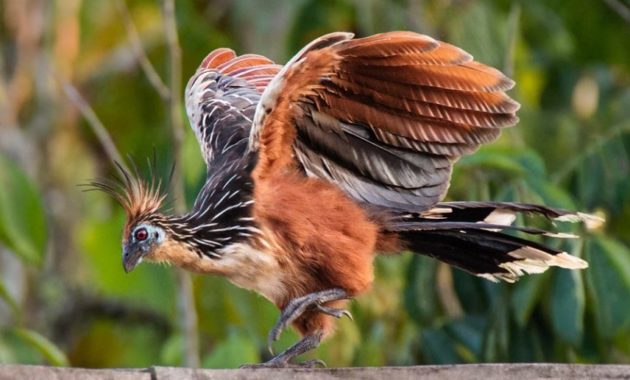 animals that start with h: Hoatzin