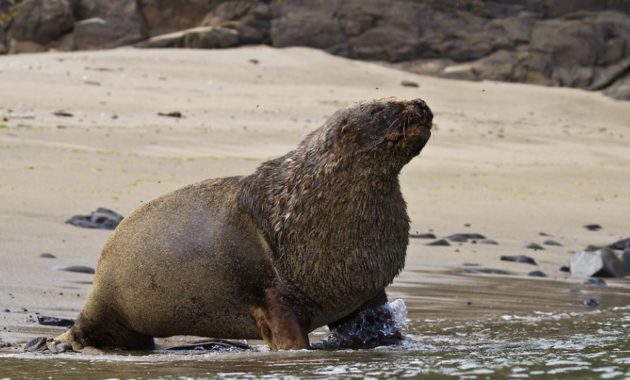 animals that start with h: Hooker Sea-lion