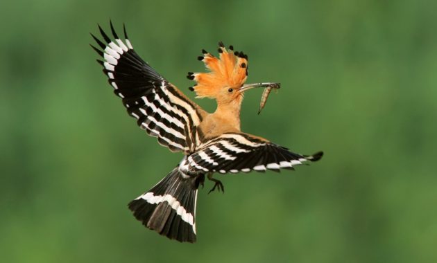 animals that start with h: Hoopoe