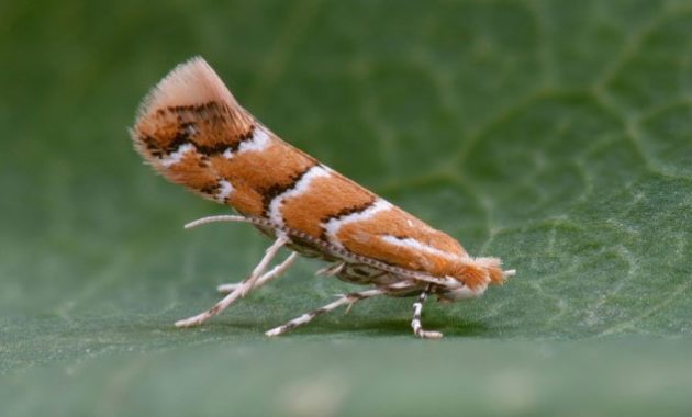 animals that start with h: Horse Chestnut Leaf-miner