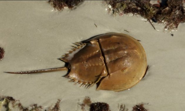 animals that start with h: Horseshoe crab