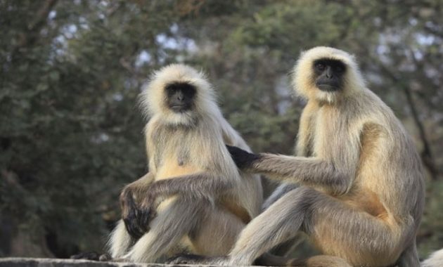 animals that start with l : langur