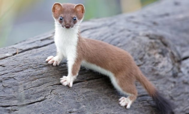 animals that start with l : Least Weasel