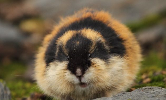 animals that start with l : Lemmings