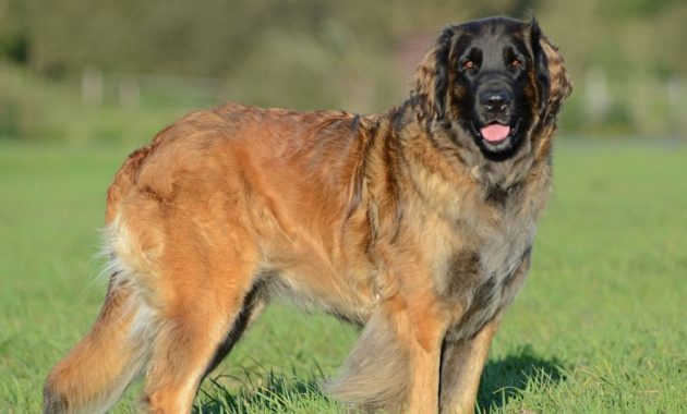 animals that start with l : Leonberger