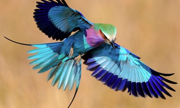 animals that start with l : Lilac-breasted Roller