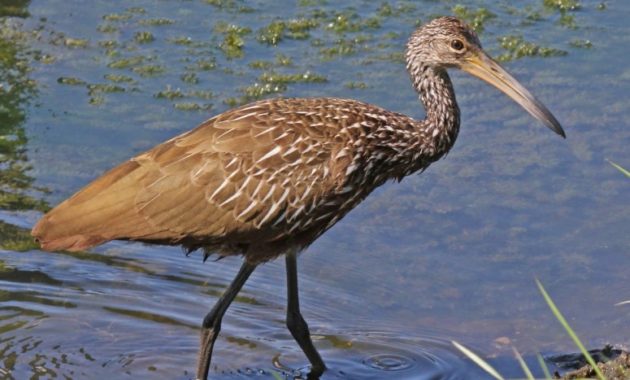 animals that start with l : Limpkin