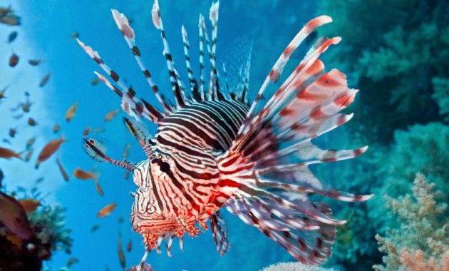 animals that start with l : Lionfish