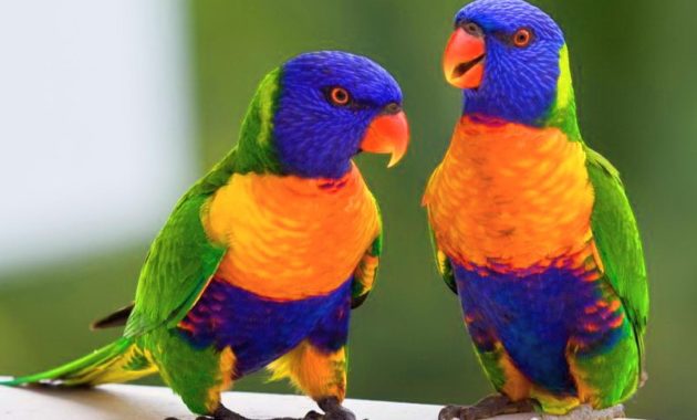 animals that start with l : Lorikeet