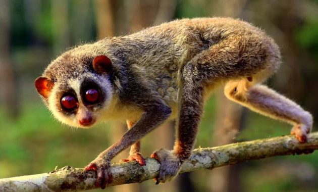 animals that start with l : Loris