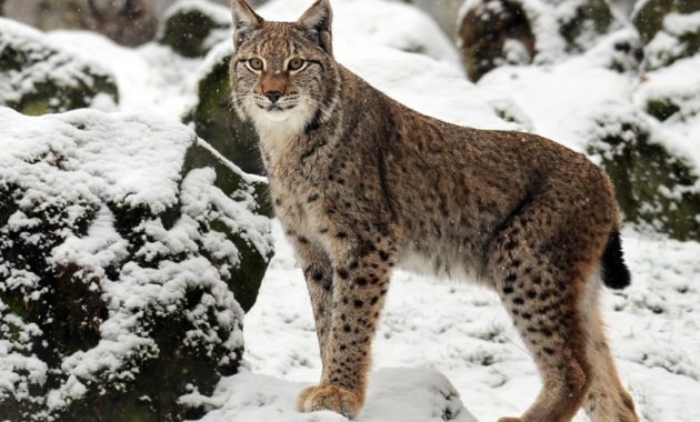 animals that start with l : Lynx