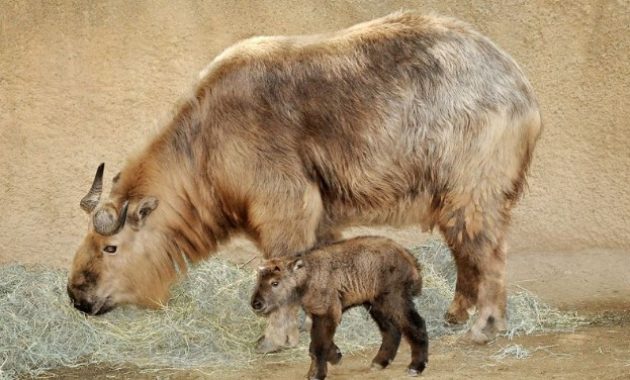 Animals that start with t: Takin