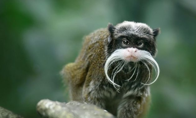 Animals that start with t: Tamarin