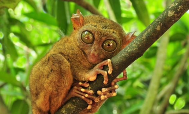 Animals that start with t:Tarsier