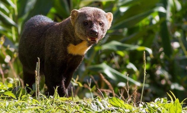 Animals that start with t: Tayra