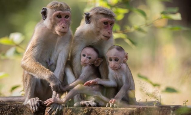 Animals that start with t: Toque Macaque