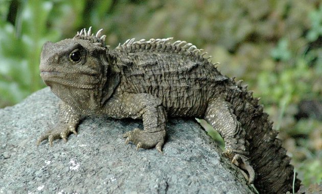 Animals that start with t: Tuatara