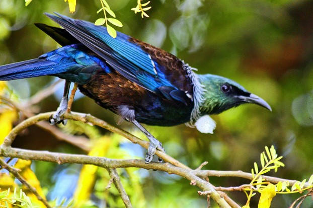 Animals that start with t: Tui