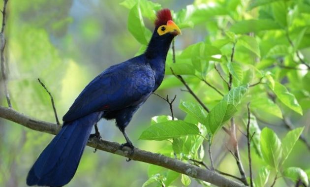 Animals that start with t: Turaco