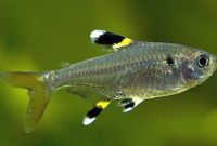 animals that start with x : X-Ray Tetra