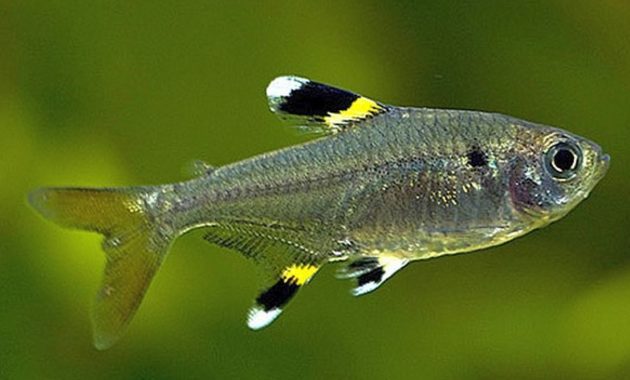 animals that start with x : X-Ray Tetra