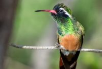 animals that start with x : Xantus's Hummingbird