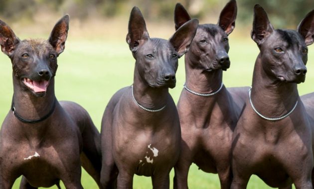 animals that start with x : Xoloitzcuintli