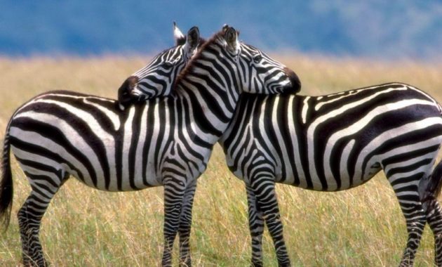 animals that start with z: Zebra