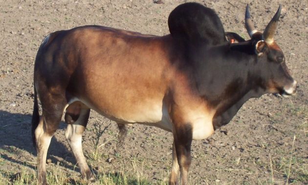 animals that start with z: Zebu